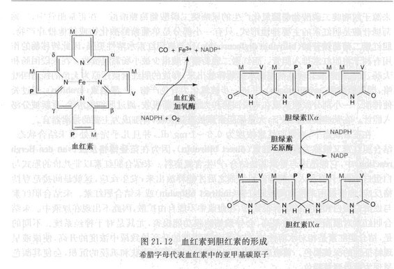 圖2：血紅素到膽紅素的形成