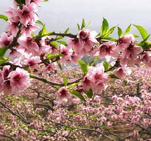 桃花溝的桃花