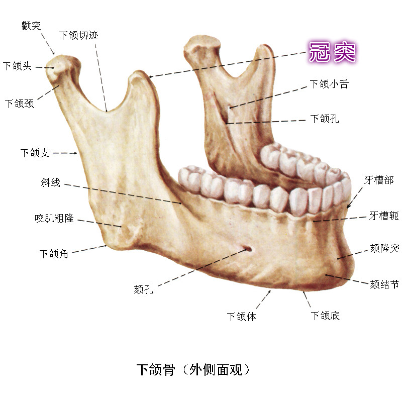 冠突