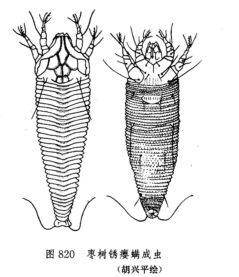 棗樹銹癭蟎