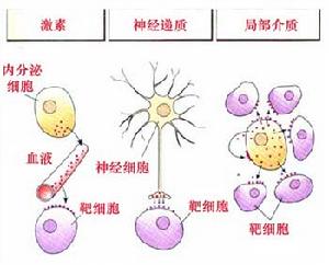 三種不同類型的信號分子及其信號傳導方式