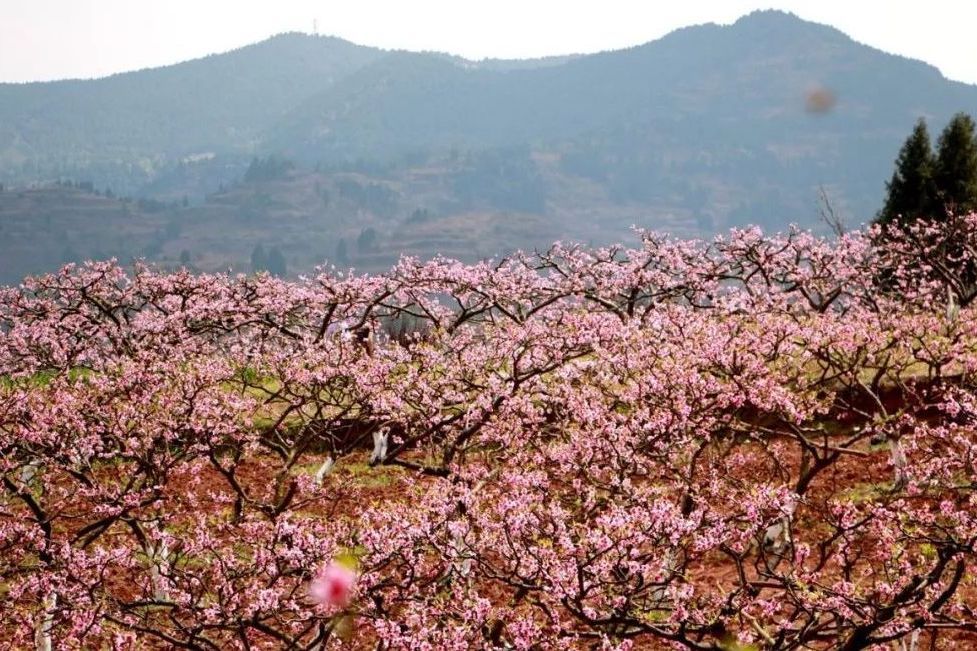 桃花山風景區(四川省遂寧市桃花山風景區)