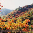 天龍山國家森林公園