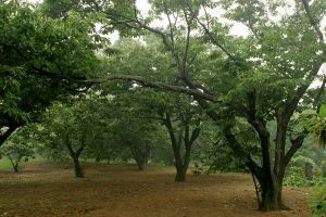 邳州古栗園