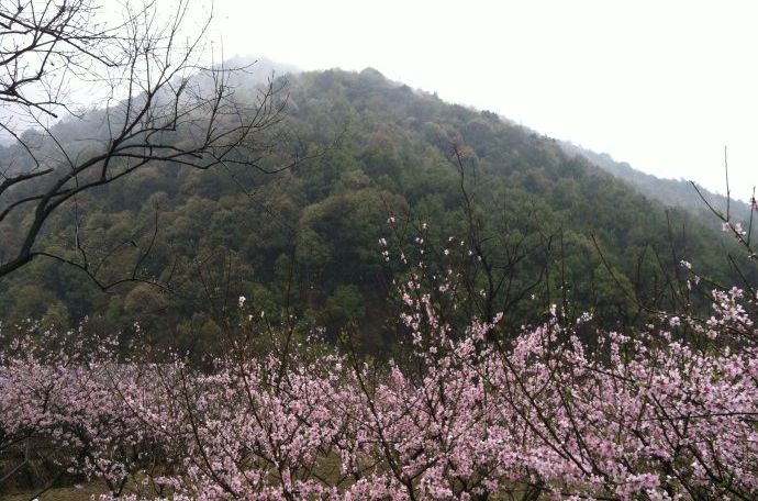 山寺桃花