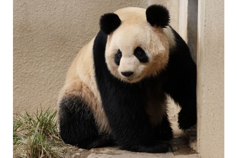 大熊貓知春
