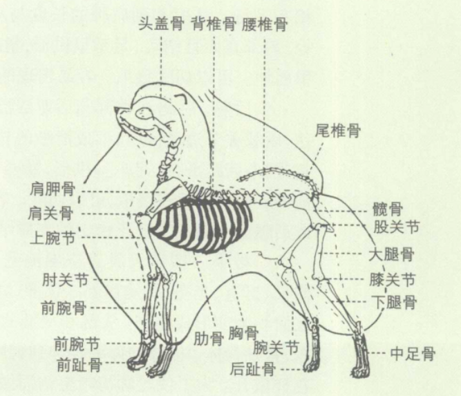 博美犬(波美拉尼亞犬)