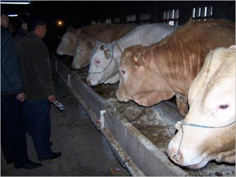 山西犇騰奶牛肉牛養殖場