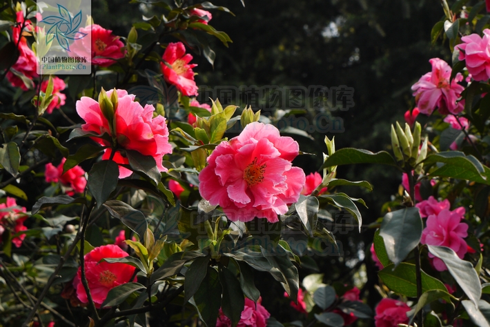 紅花油茶龍陵家系01號