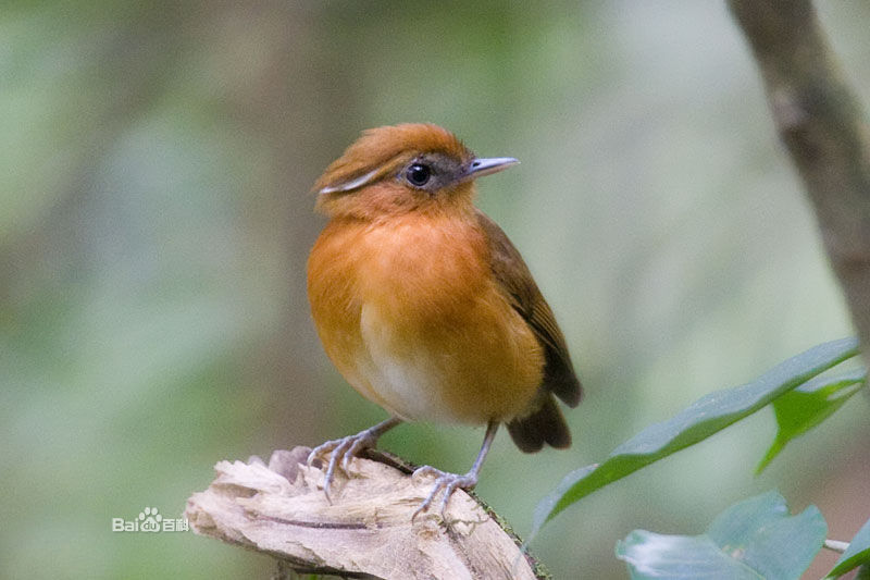 棕食蚊鳥