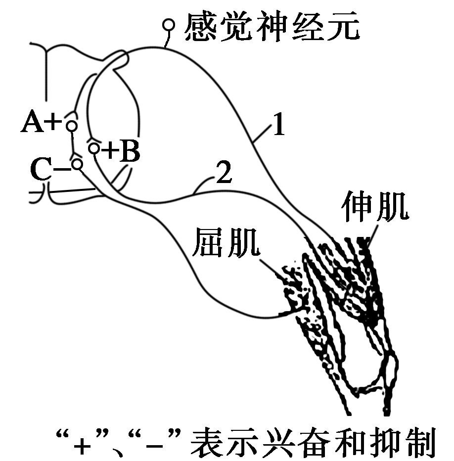 多突觸反射