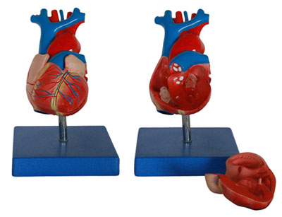 成人心臟解剖放大模型