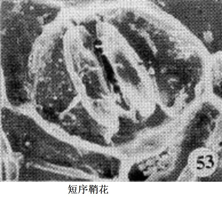 短序鞘花