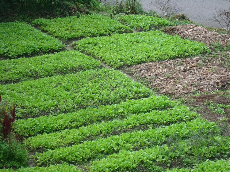 高拉博村農村經濟－種植業