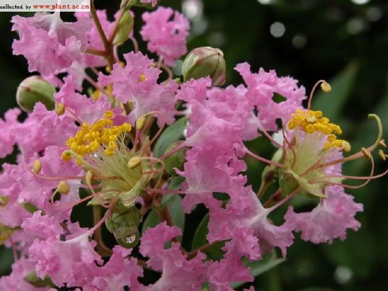 搭棚藤花冠展開圖