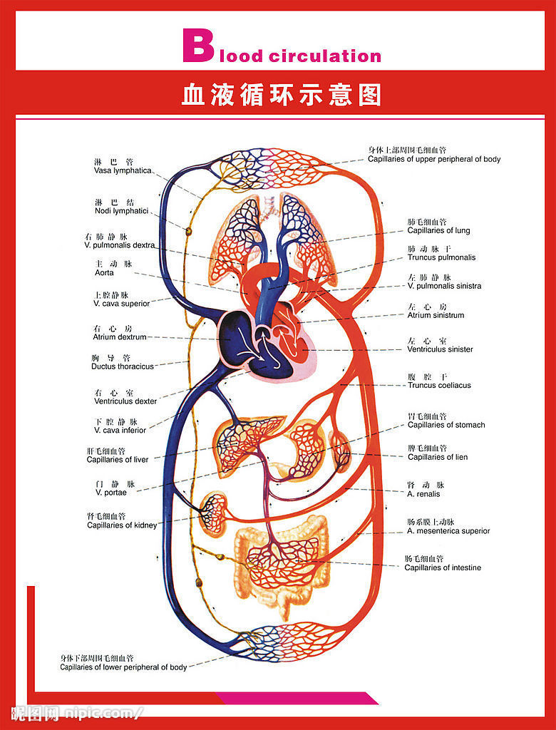 微循環檢測