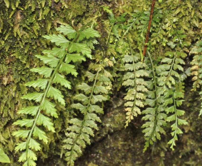 胎生鐵角蕨(植物)