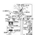 劑量補償作用