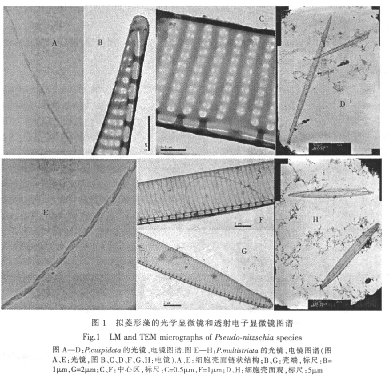 擬菱形藻的光學電子圖譜