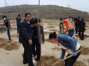 睢縣長崗鄉民眾植樹