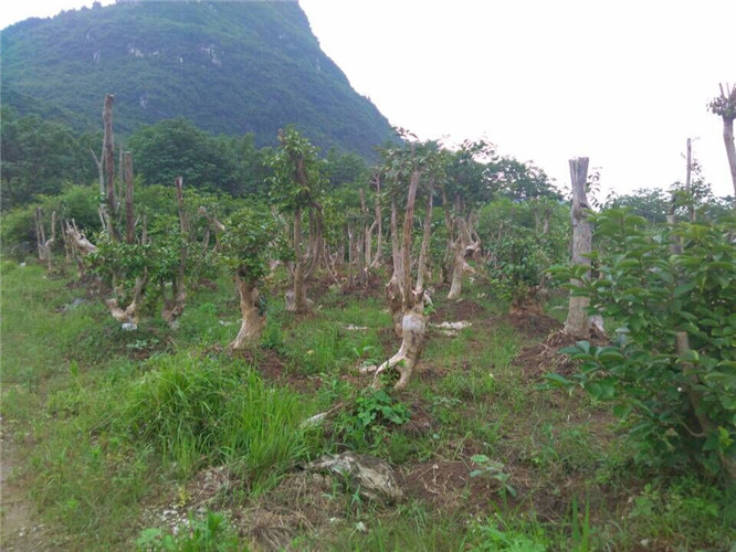 百枝樹村