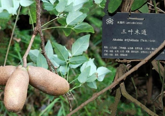 三葉木通張家界自然保護區個體10號