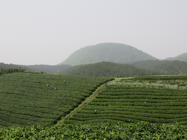 玉泉仙人掌茶