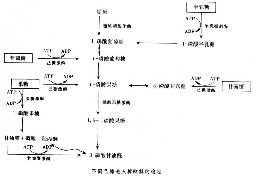 糖酵解