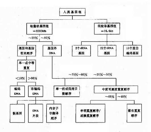 細胞質基因組