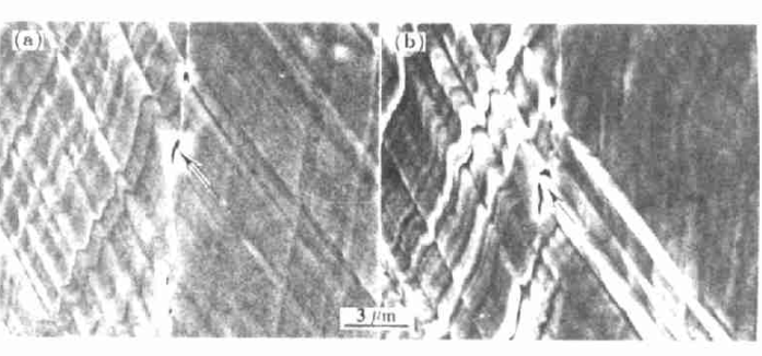 圖2垂直晶面雙晶x表面的PSB—GB疲勞裂紋
