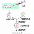 單克隆抗體(生物飛彈)