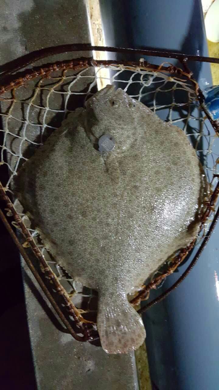 多寶魚