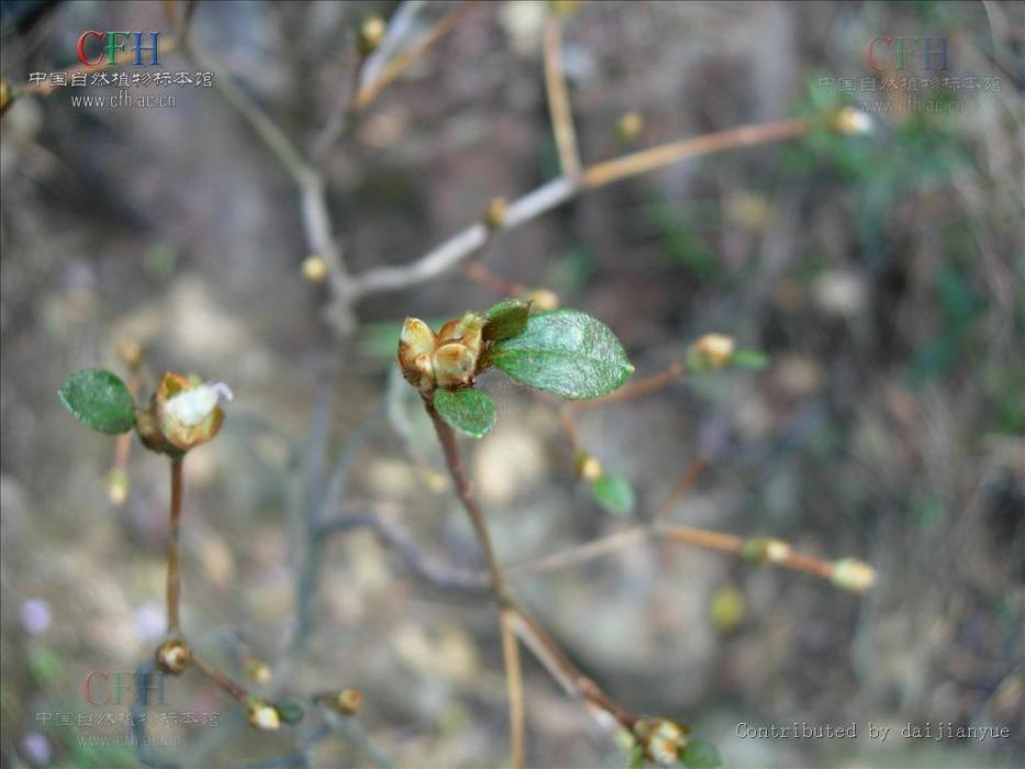 長粗毛杜鵑（原變種）