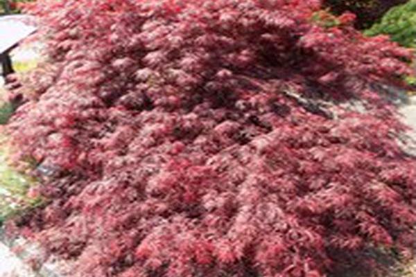 Acer palmatum var. dissectum \x27Crimson Queen\x27