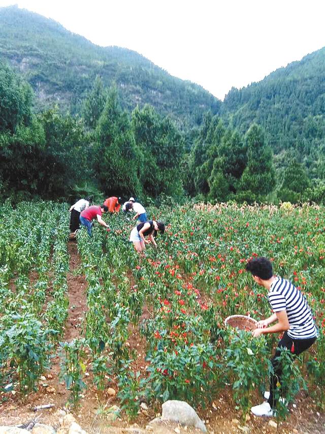 茅草坪自然村(雲南省文山麻栗坡縣猛硐瑤族鄉昆老村委員會)