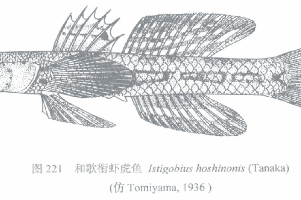 和歌銜蝦虎魚