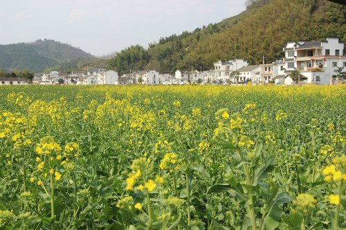 三口鎮(安徽黃山市黃山區轄鎮)