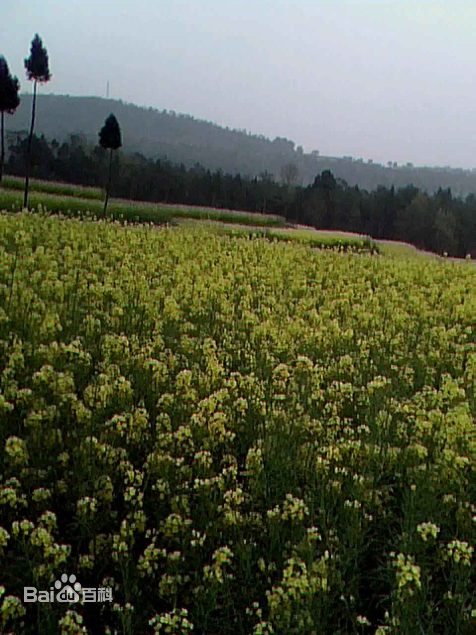 荷花村(荷花村四川省劍閣縣秀鐘鄉荷花村)