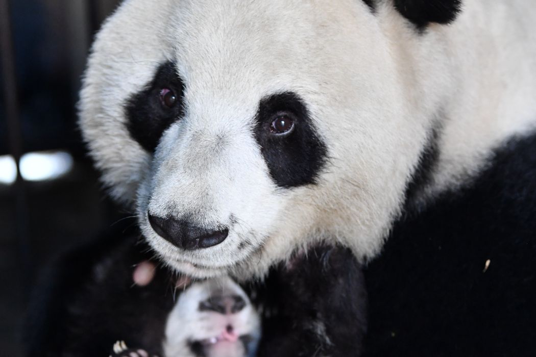 珠珠(2000年出生的大熊貓)