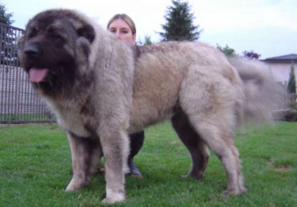 高加索犬(俄羅斯高加索)