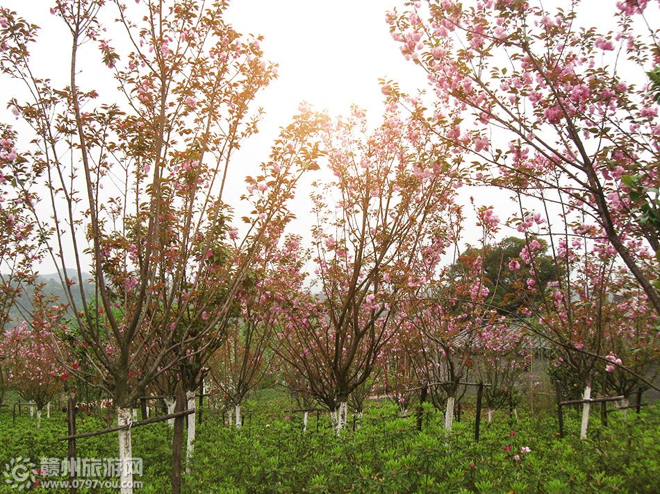 贛南客家名人(櫻花錦繡 ）公園