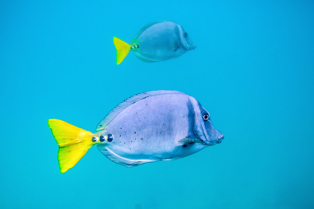 黃尾刺尾魚