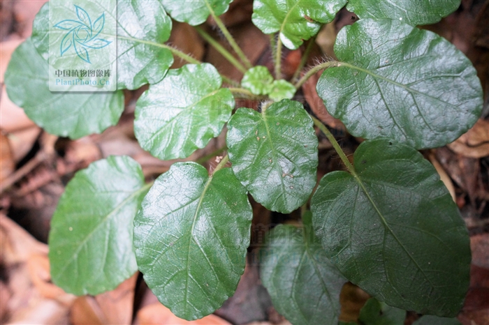 硬毛變種(地埂鼠尾草的變種)