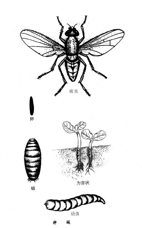 麥種蠅