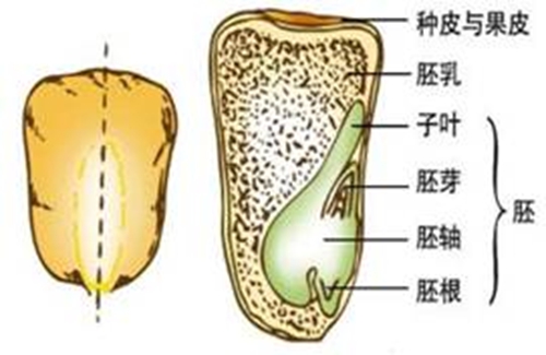 有胚乳種子