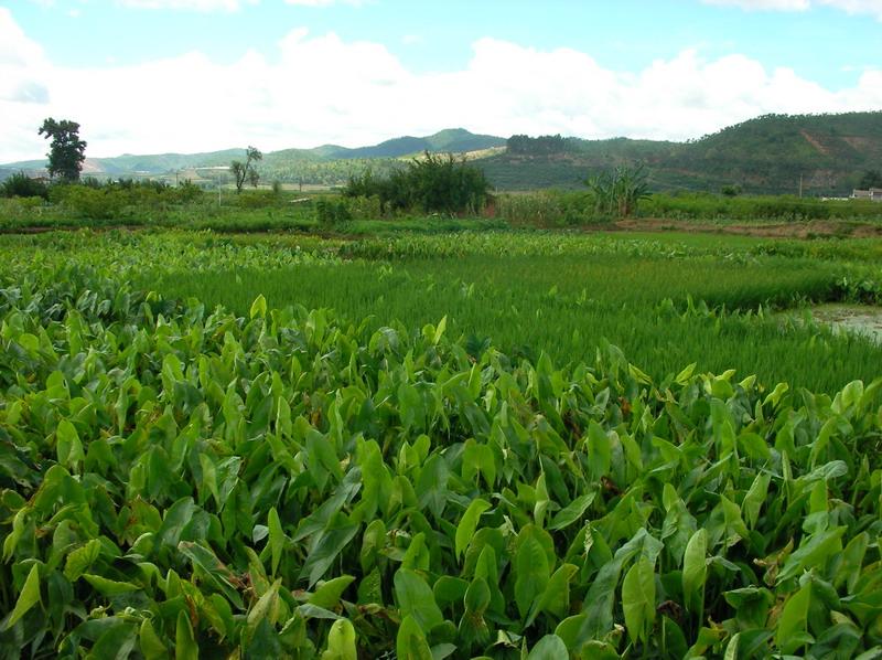 種植業