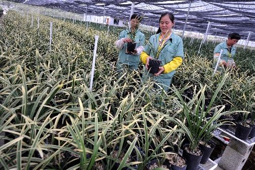 連城蘭花培植技藝