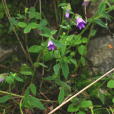 蘭花石參(岩蘭花根（岩蘭花根）)