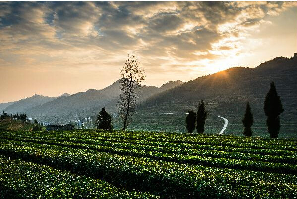 團山茶葉