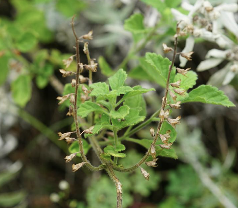 安龍香科科(植物)